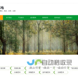 梦飞大型苗木基地-银杏价格,银杏树价格,银杏树,美国红枫价格,红枫价格