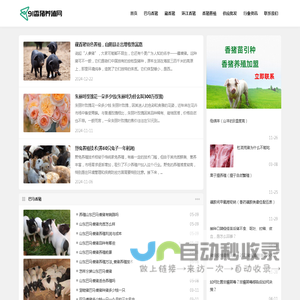 巴马香猪_香猪价格_香猪养殖加盟-91香猪养殖网