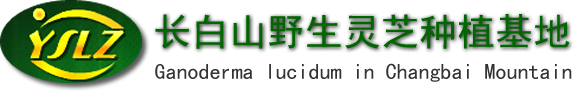 灵芝孢子粉,长白山野生灵芝,东北吉林山珍菌类-长白山野生灵芝基地